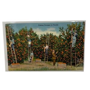 Vintage Linen Postcard Picking Oranges in Florida Curt Teich Tropical Florida